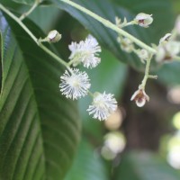 Tetracera sarmentosa (L.) Vahl